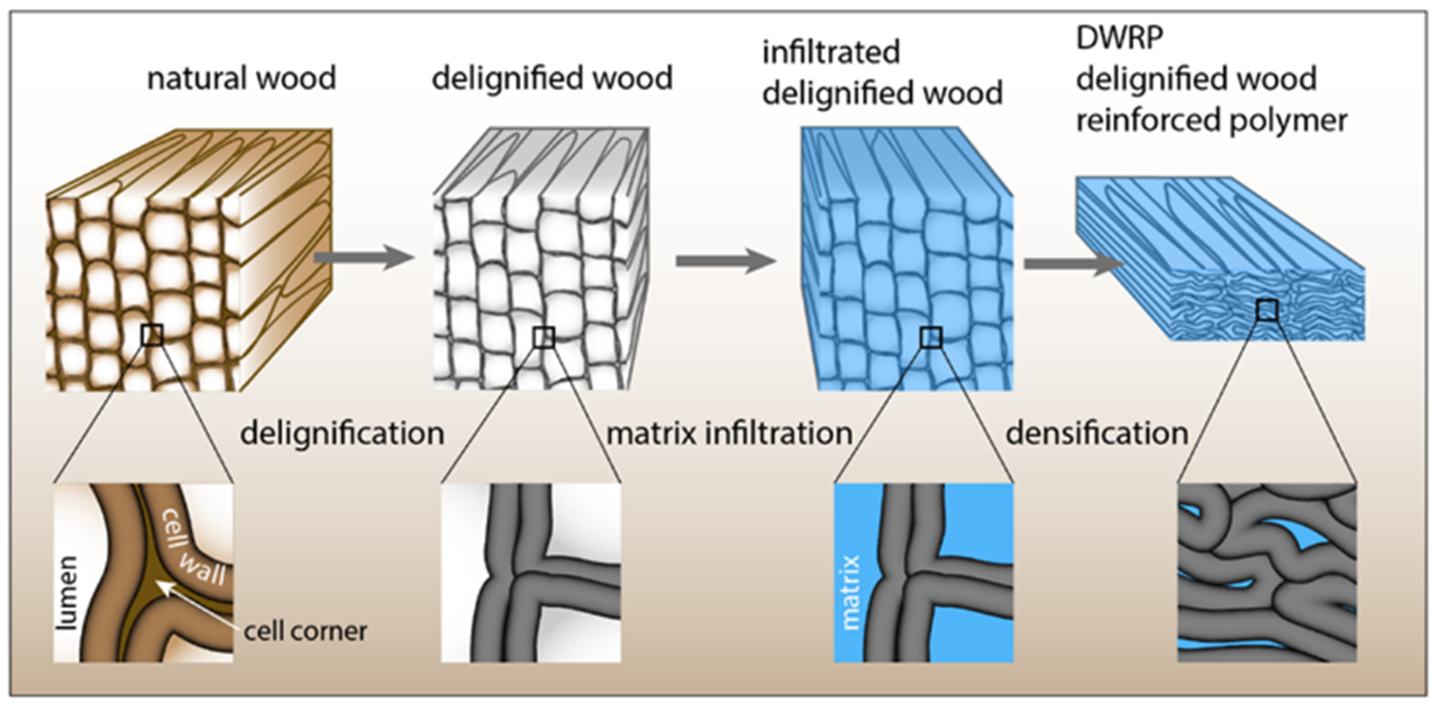 cellulose-composites-group-wood-materials-science-eth-zurich