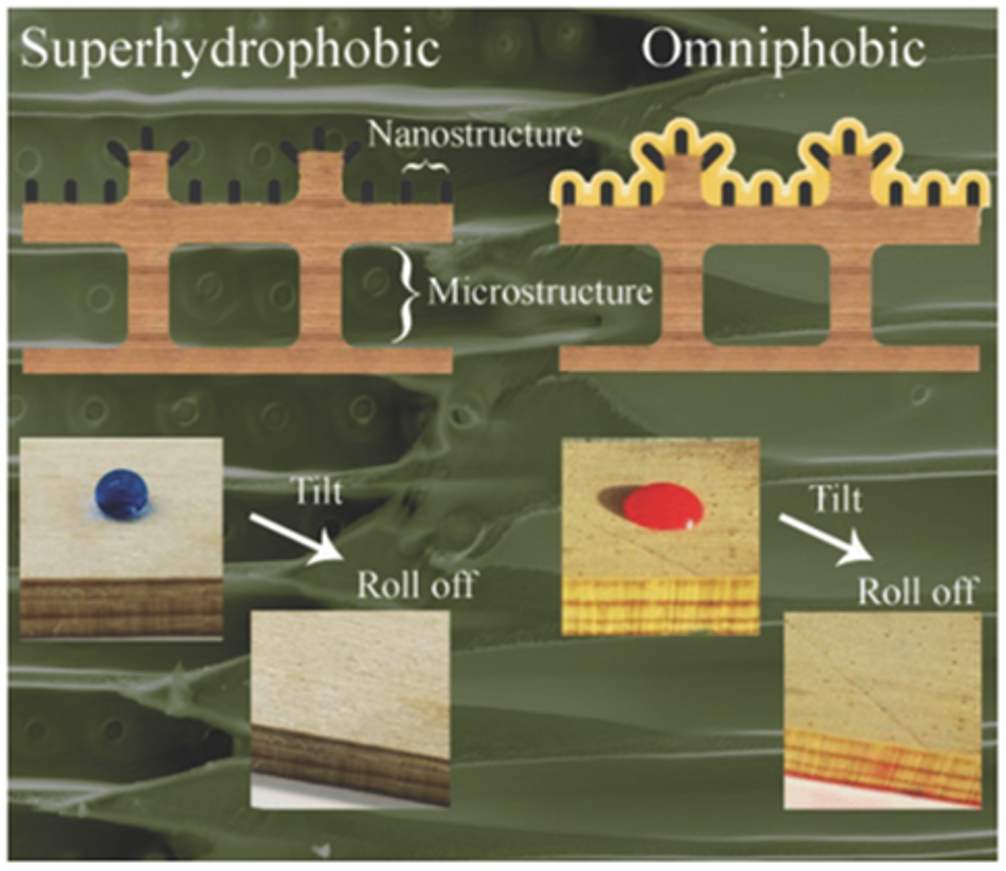 Bioinspired superhydrophobic and omniphobic wood surfaces